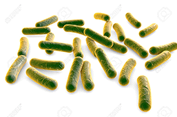 microbios